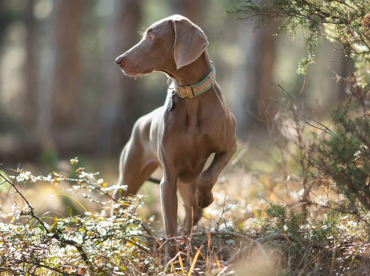 Weimaraner-standing-still-outside-SW Weimaraner dog pointing on a walk in the sunlit woods