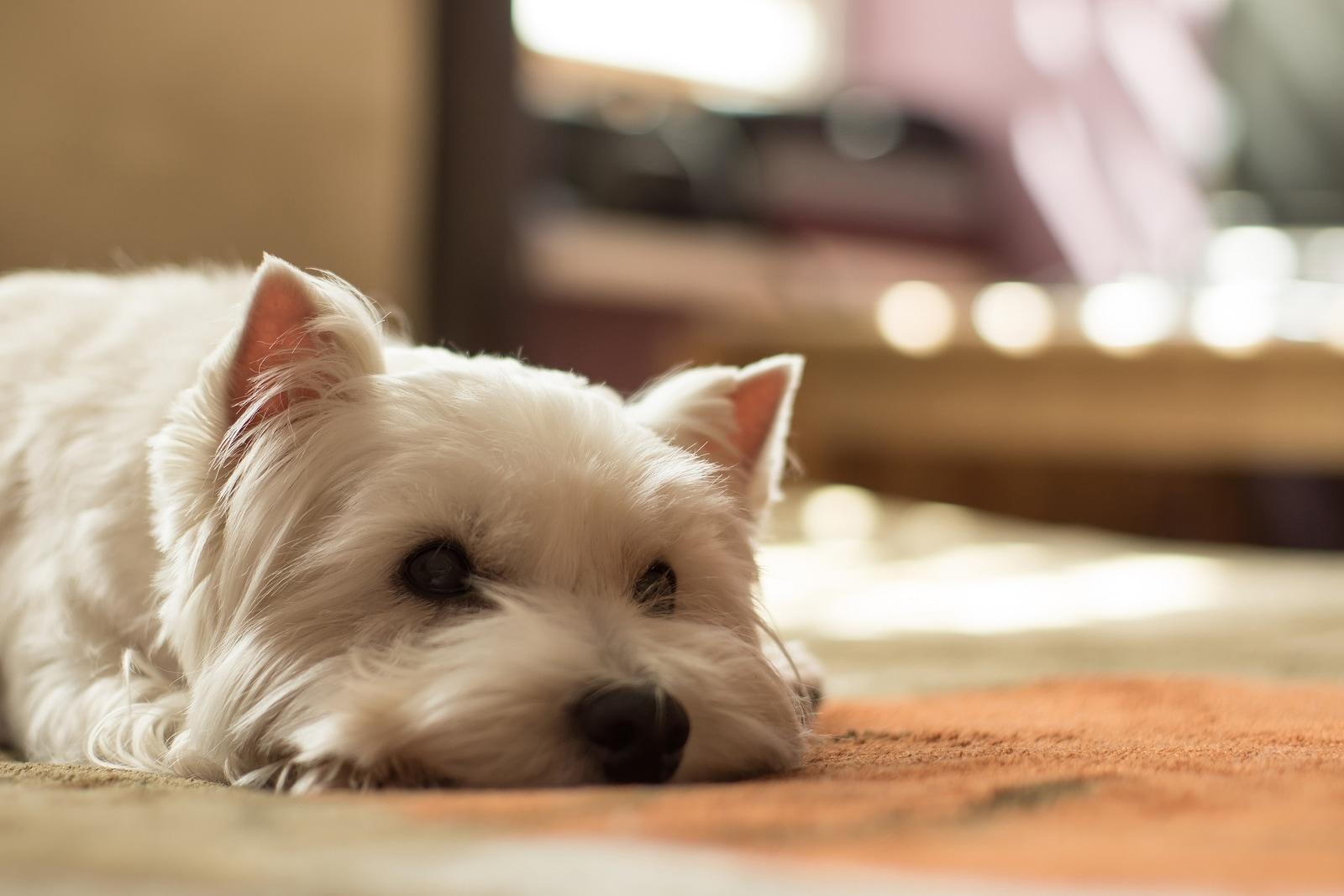 West highland white terrier lying on ground.