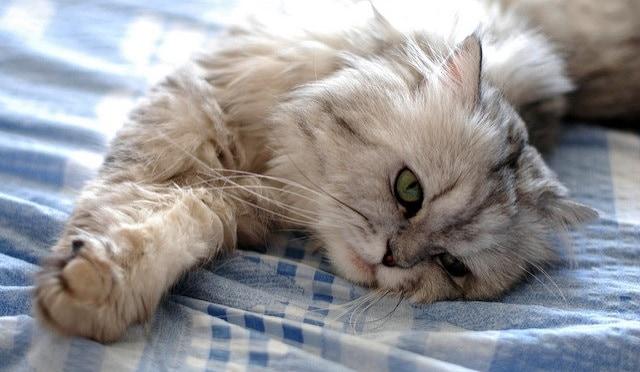 White and gray fluffy cat stretching on a bed.