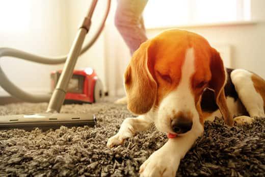Beagle lays on carpet while woman vacuums.