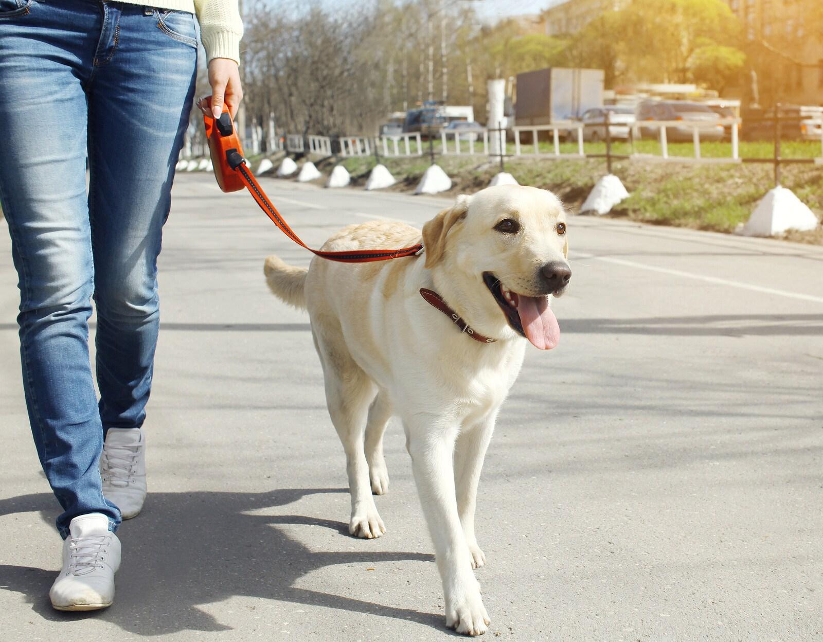 Owner and yellow labrador retriever dog walking in the city.