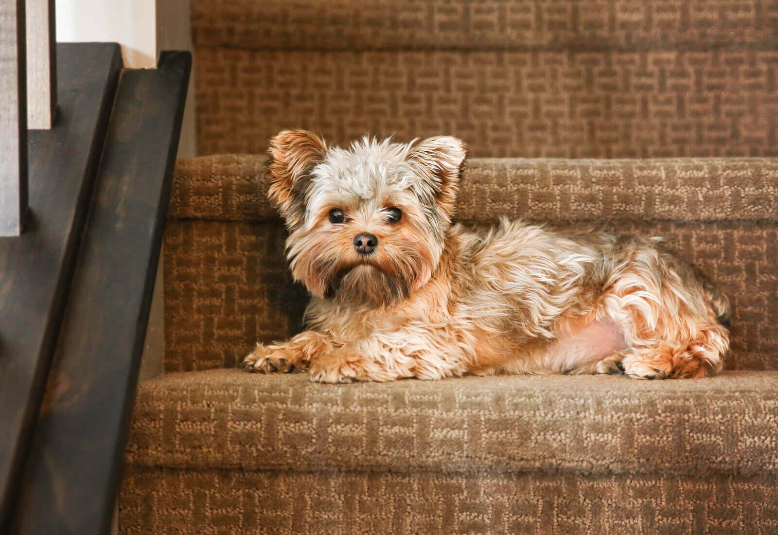 Cute yorkshire terrier on stairs looking at the camera