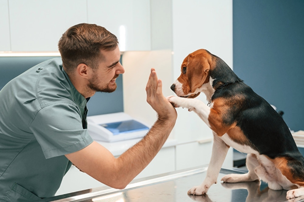 A vet giving a high-five to a Beagle dog sitting on a metal examination table in a clinic