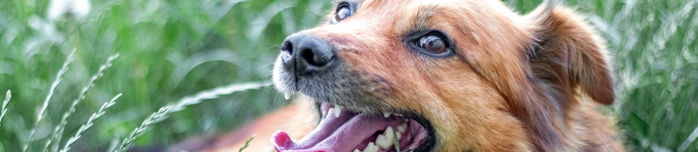 Close-up of a happy, medium-sized brown dog with its mouth open, panting in a green grassy field