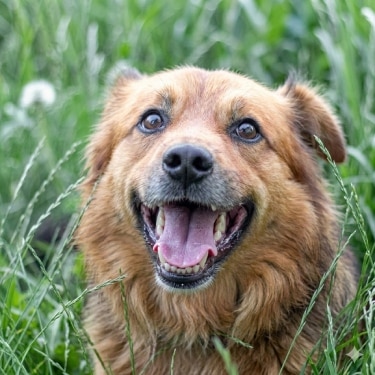Close-up of a happy, medium-sized brown dog with its mouth open, panting in a green grassy field