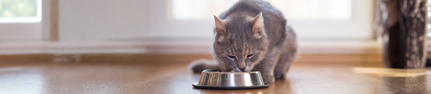 Cat eating food from a bowl