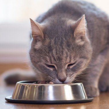 Cat eating food from a bowl