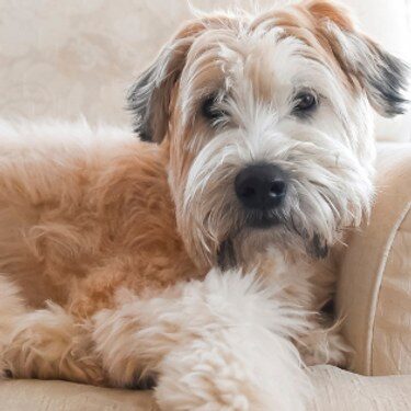 Dog resting on a sofa