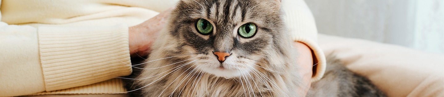 A fluffy grey cat with green eyes resting calmly on a person's lap.
