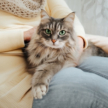 A fluffy grey cat with green eyes resting calmly on a person's lap.
