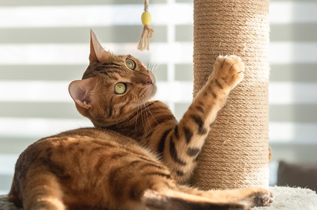 cat on cat post