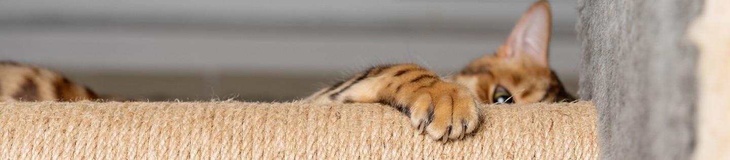 cat scratching post