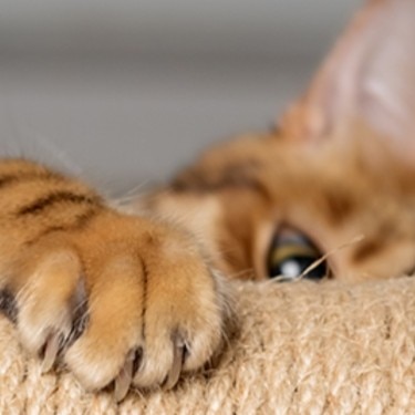 cat scratching post