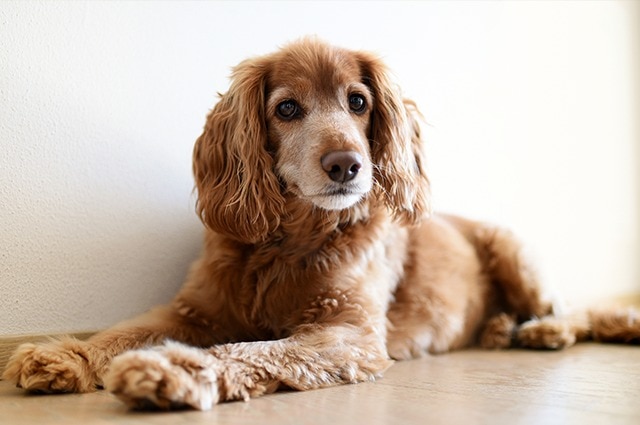 A medium-sized, older Cocker Spaniel with a curly reddish-gold coat and long floppy ears lying down indoors on a light wooden floor, looking directly at the camera.