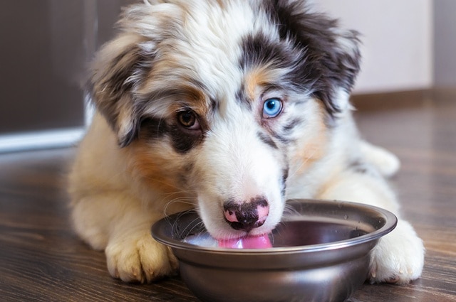Dog is drinking water