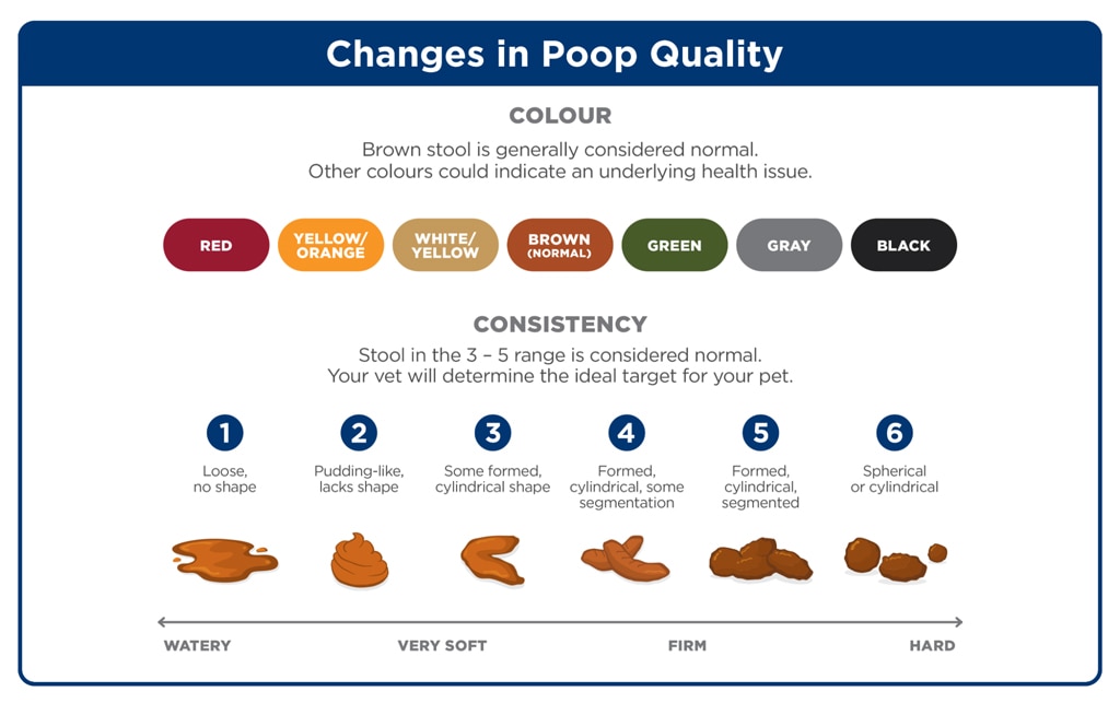 Dog Poop colour and consistency guide