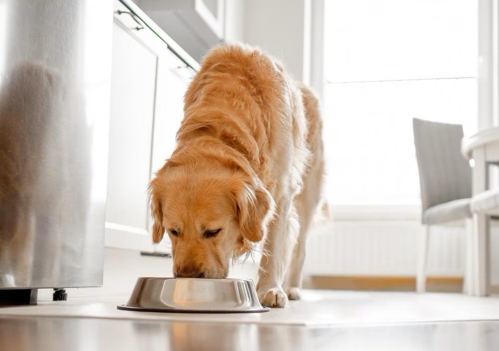 Golden Retreiver eating from bowl