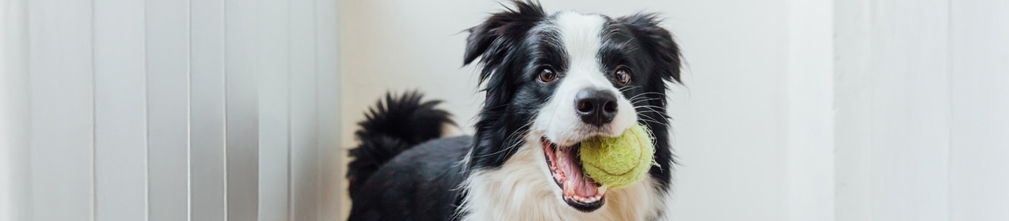 Dog with a tennis ball in its mouth