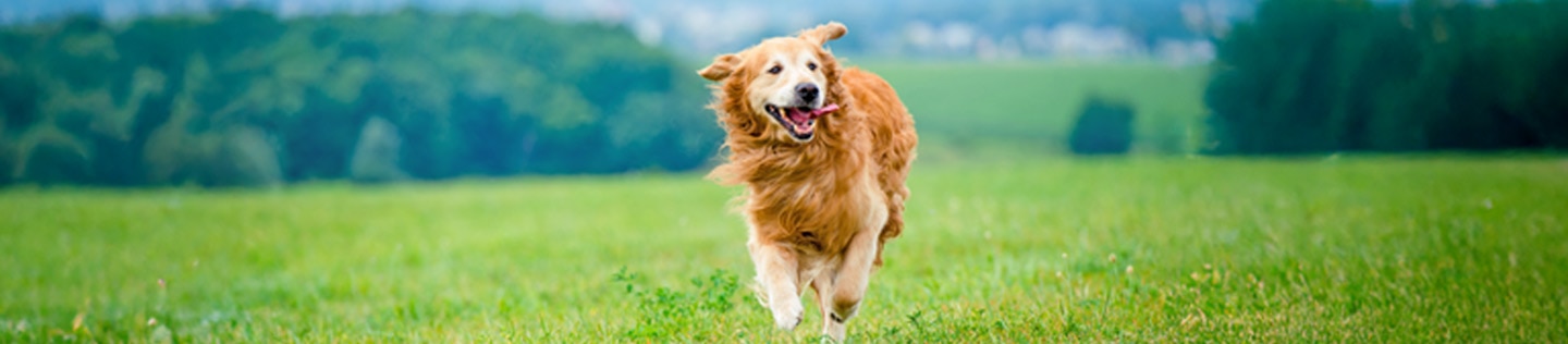 Golden Retriever running fast across a grassy field.
