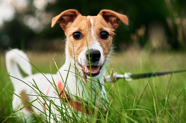 Close-up of a happy Jack Russell Terrier with brown and white markings, wearing a harness and leash, standing in tall green grass outdoors with its mouth slightly open.