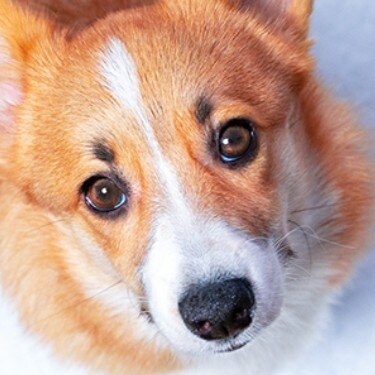 Corgi puppy looking up next to a urine stain on a training pad