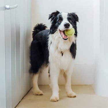 Dog with a tennis ball in its mouth