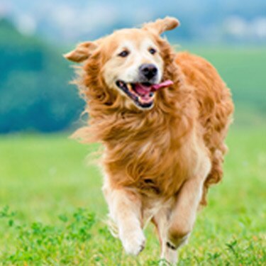 Golden Retriever running fast across a grassy field.