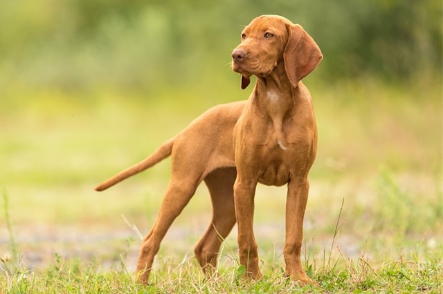 A Vizsla puppy or young dog with a smooth, short, rust-colored coat standing alertly in a field of tall green grass.