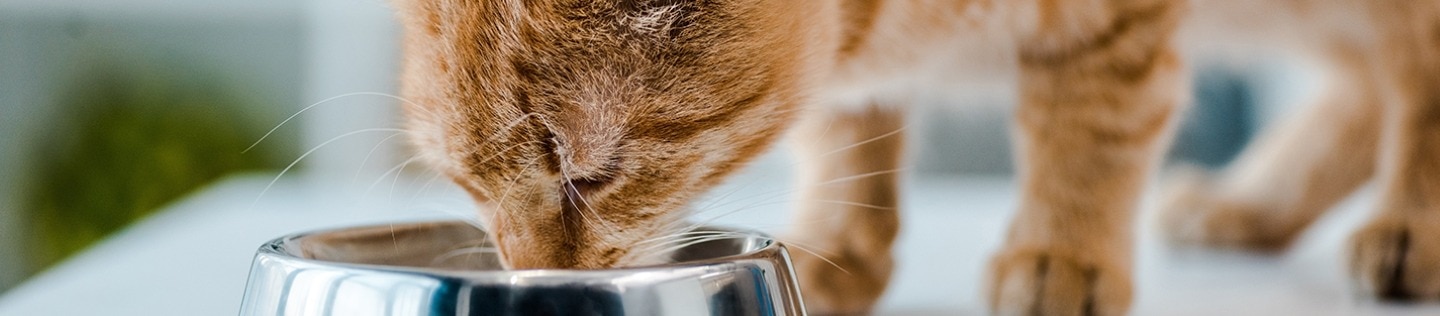 A close-up of an orange tabby cat with its head lowered, eating from a shiny stainless steel bowl on a light-colored surface.
