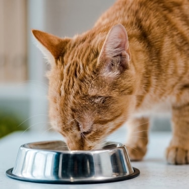 A close-up of an orange tabby cat with its head lowered, eating from a shiny stainless steel bowl on a light-colored surface.