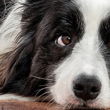 Border collie lying on floor