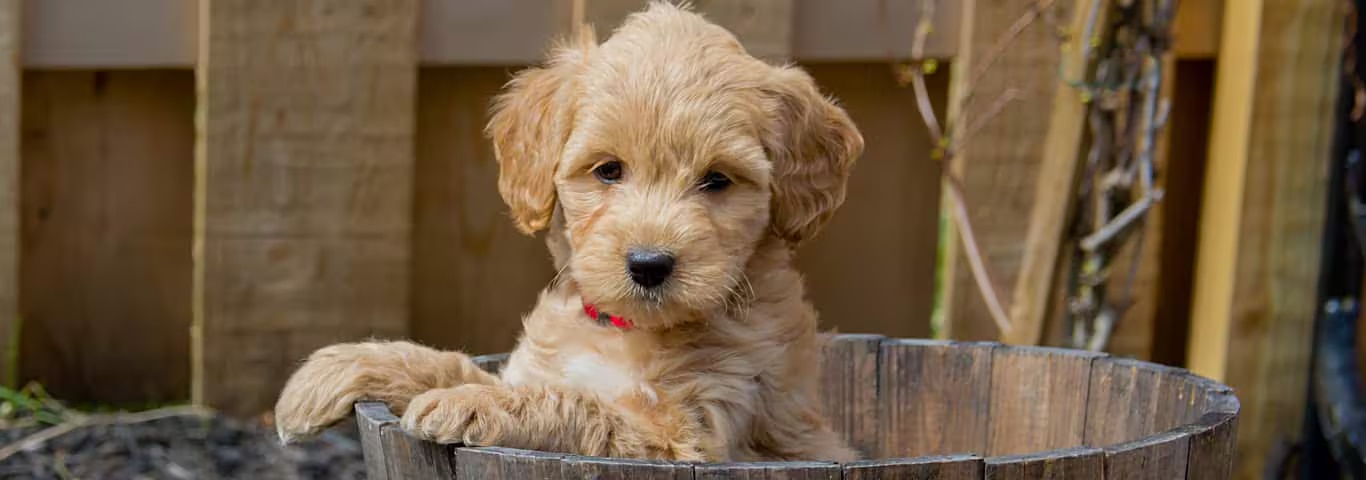 Photo of a Goldendoodle Dog dog