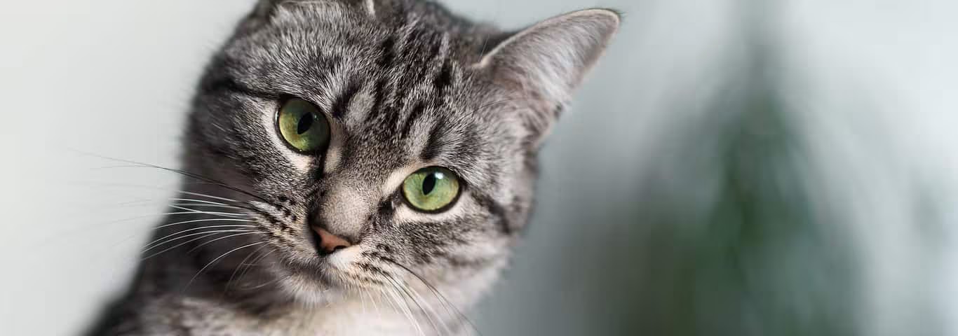 Photo of a Domestic Shorthair Cat cat