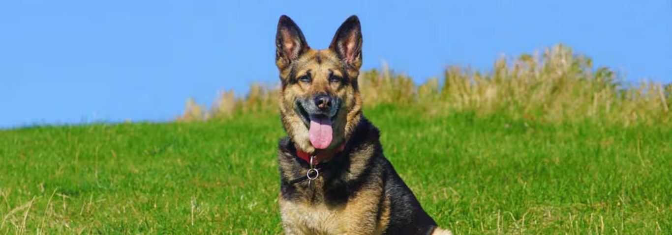 Photo of a German Shepherd dog