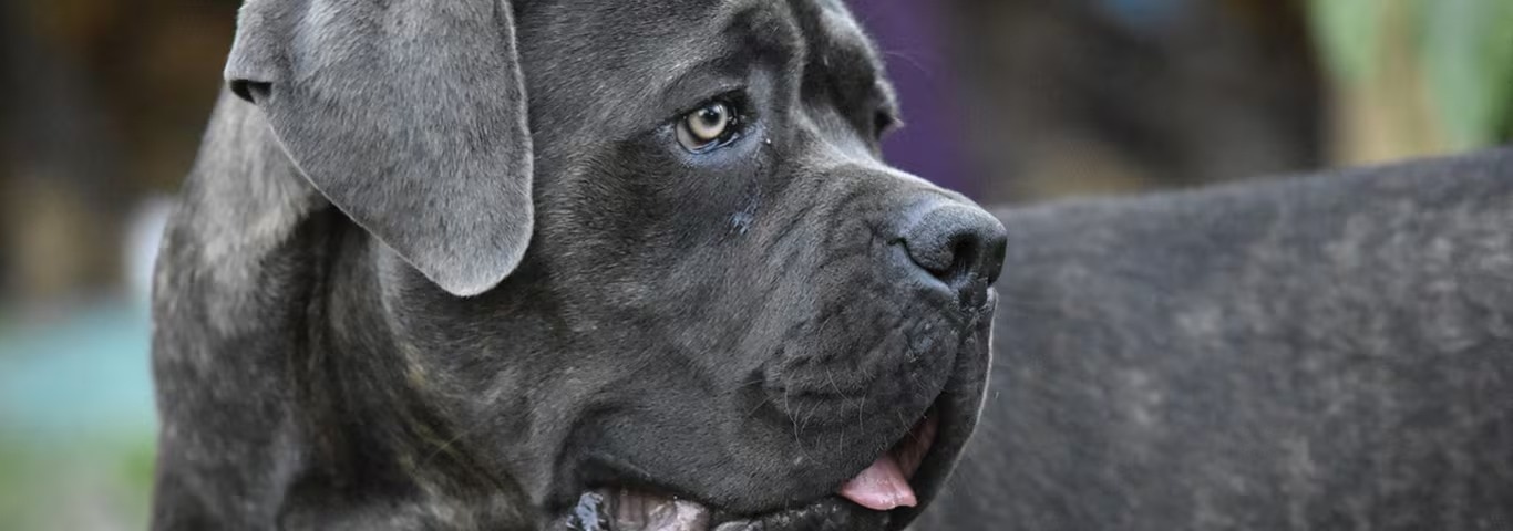 Photo of a Cane Corso dog