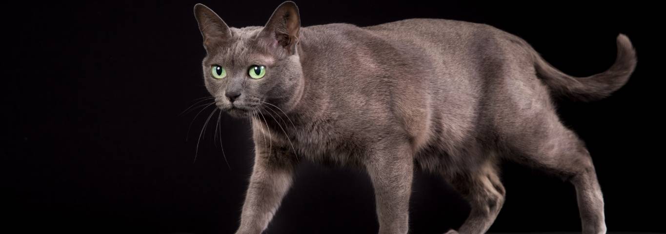 Photo of a Korat Cat
