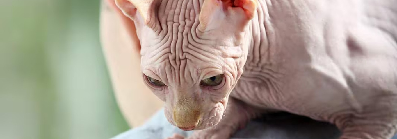 Photo of a Sphynx cat