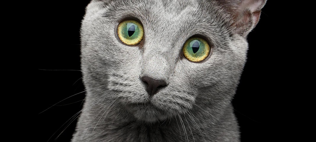 Photo of a Russian Blue Cat cat