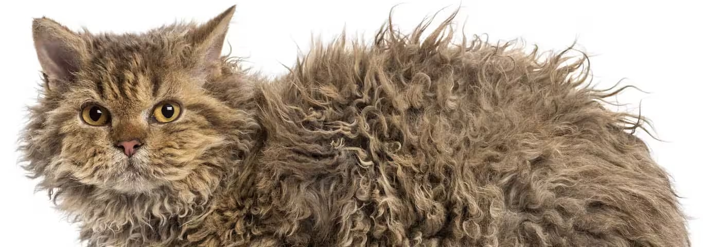 Photo of a Selkirk Rex Cat cat