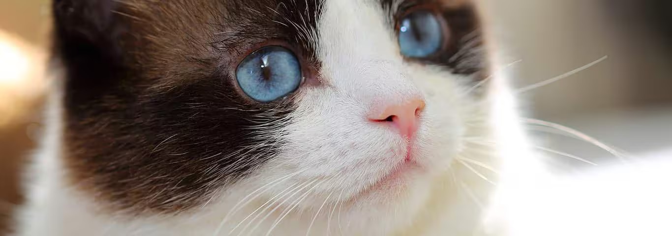 Photo of a Snowshoe Cat cat