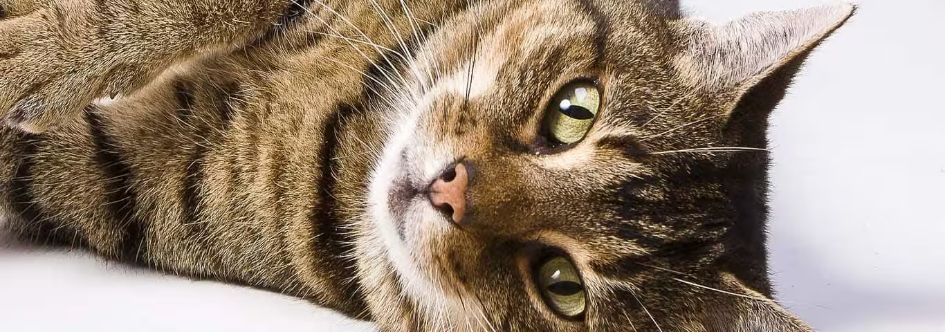 Photo of a European Shorthair Cat cat