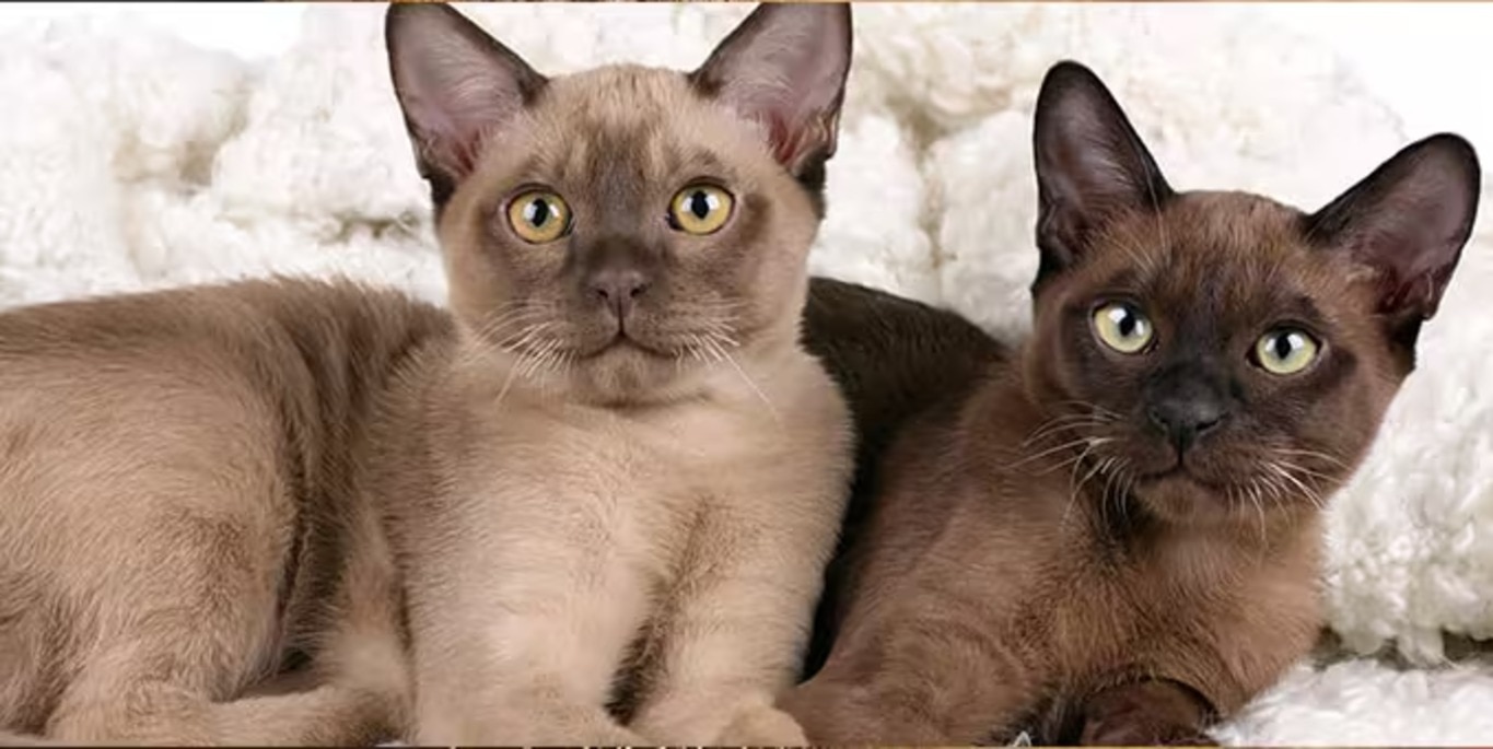 Photo of a Siberian Cat cat