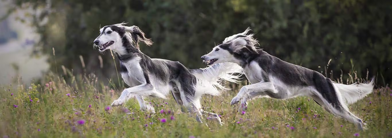 Photo of a Saluki dog
