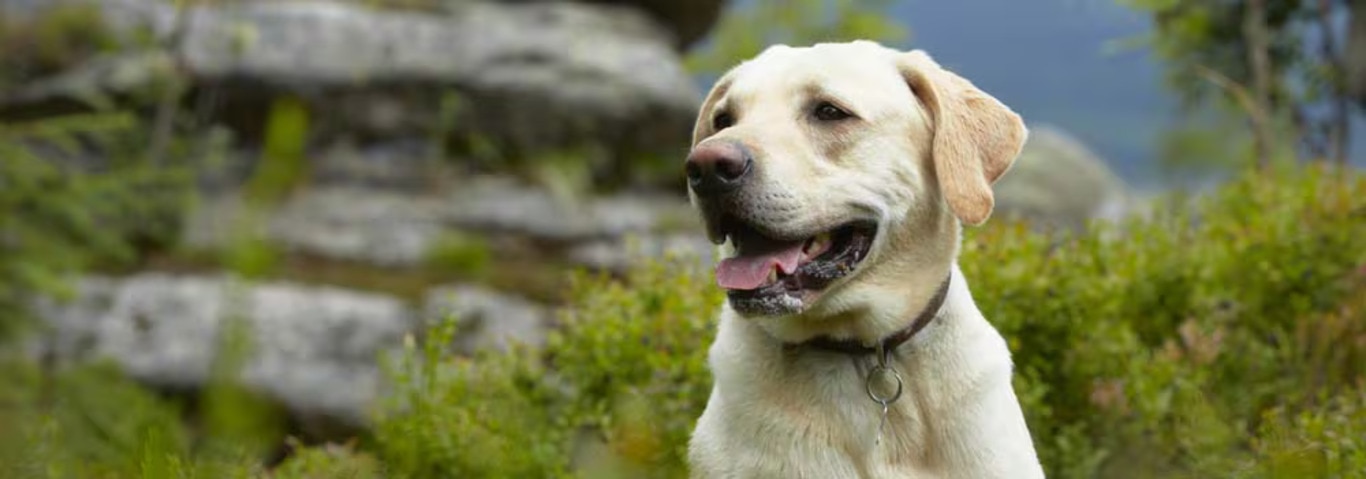 Photo of a Labrador Retriever dog