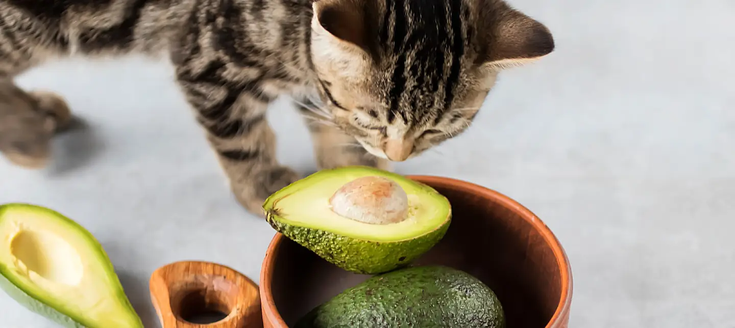 Can Cats Eat Human Food?