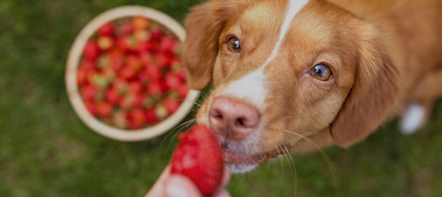 Can Dogs Eat Human Food?