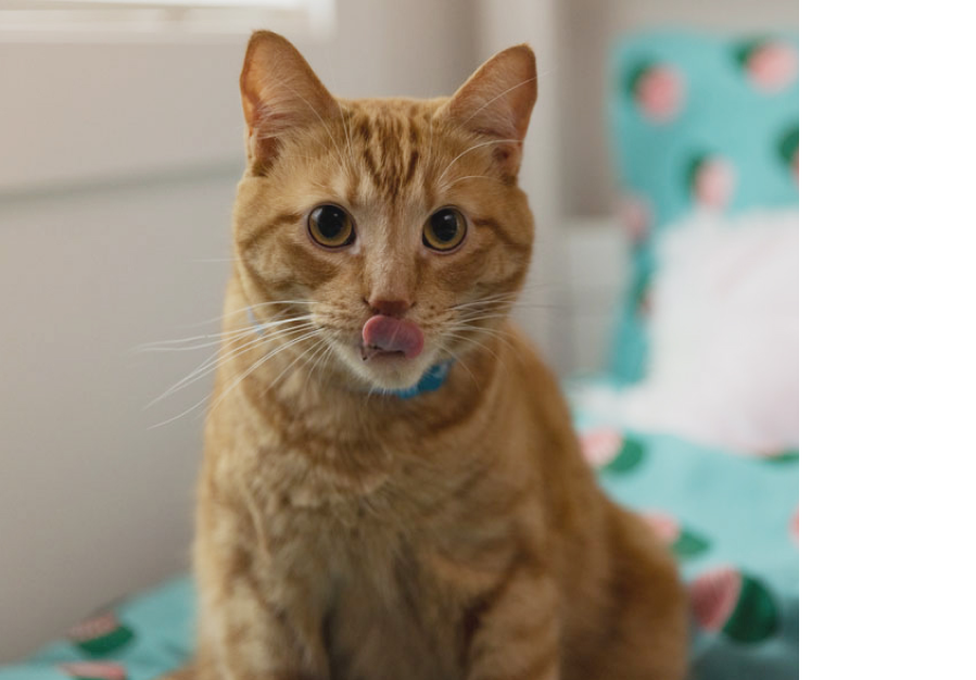 a brown cat