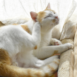 A cat shedding hair