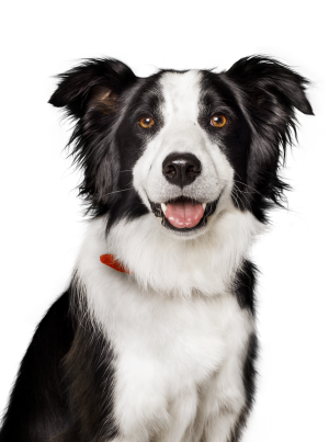 White and Black Dog