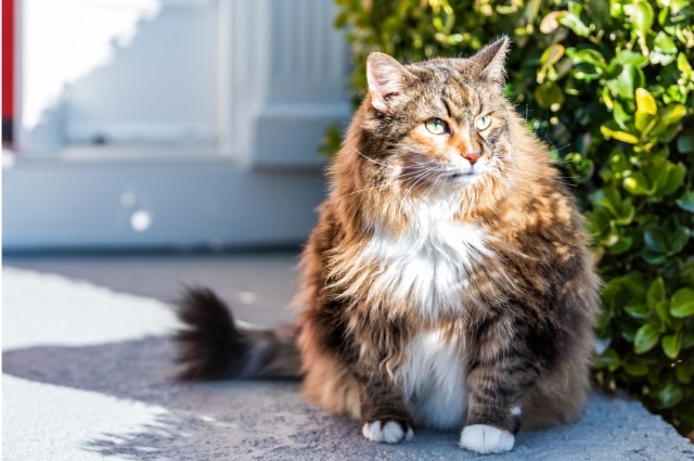 Big furry cat outside on a sunny day
